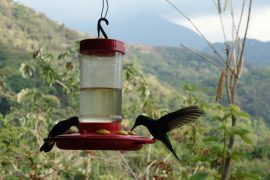 TOUR MINCA (CASCADAS DE MARINKA, TOUR DE CAFE Y AVISTAMIENTO DE COLIBRIES)
