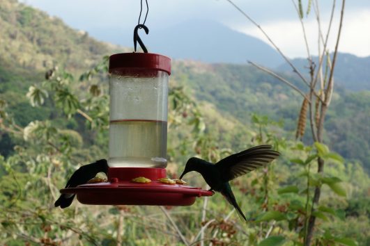 TOUR MINCA (CASCADAS DE MARINKA, TOUR DE CAFE Y AVISTAMIENTO DE COLIBRIES)